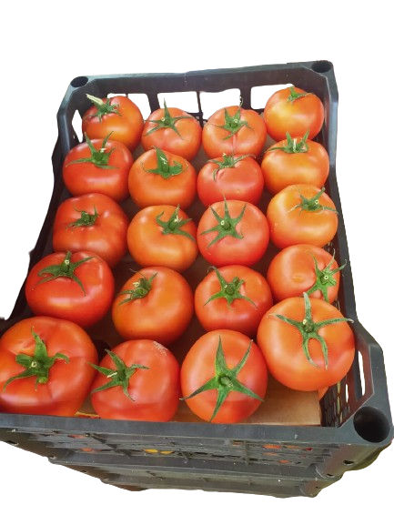 Tomato (6.5 Kg)